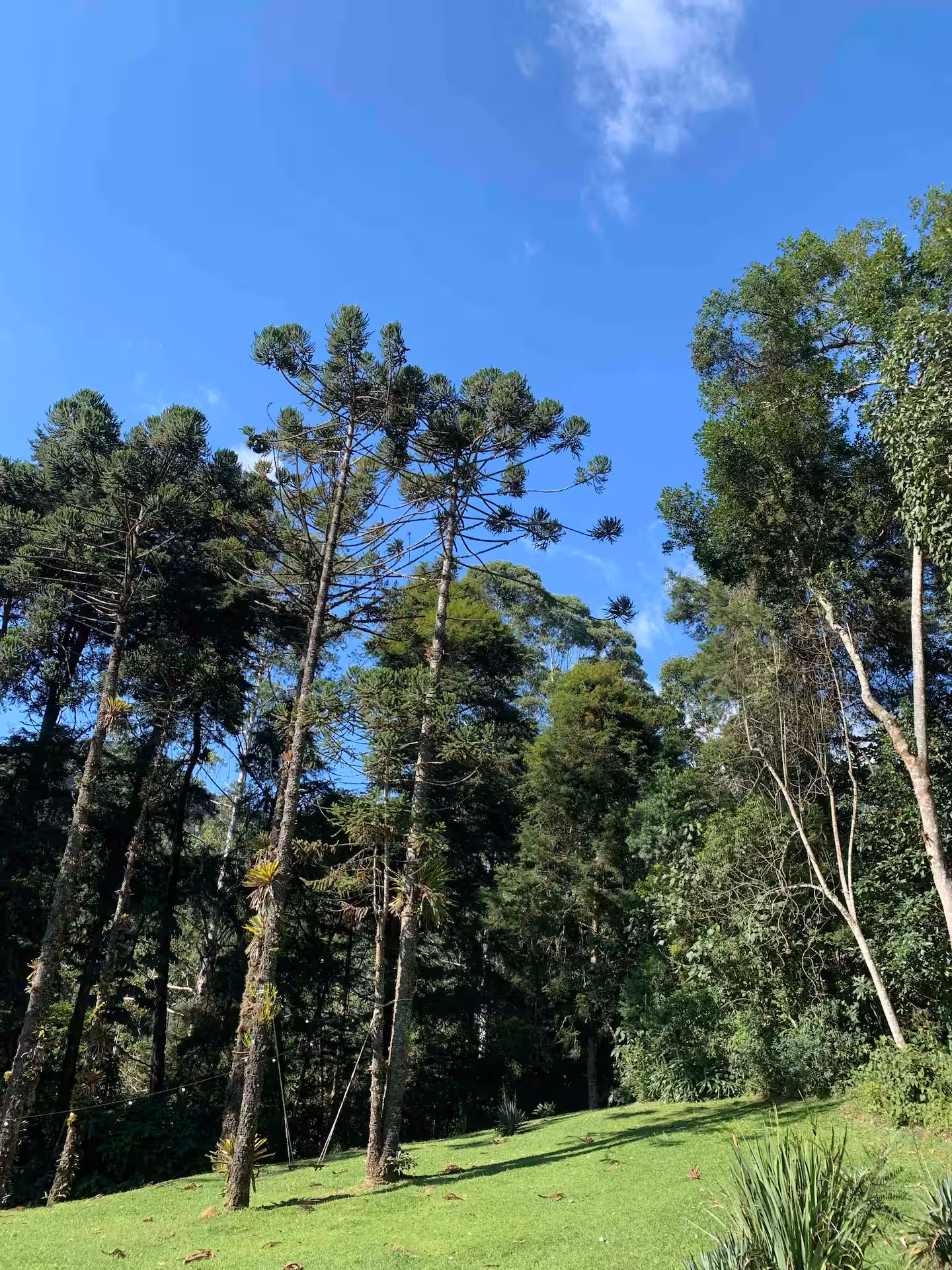 Bosque com araucárias e gramado na propriedade da Casa Mauá