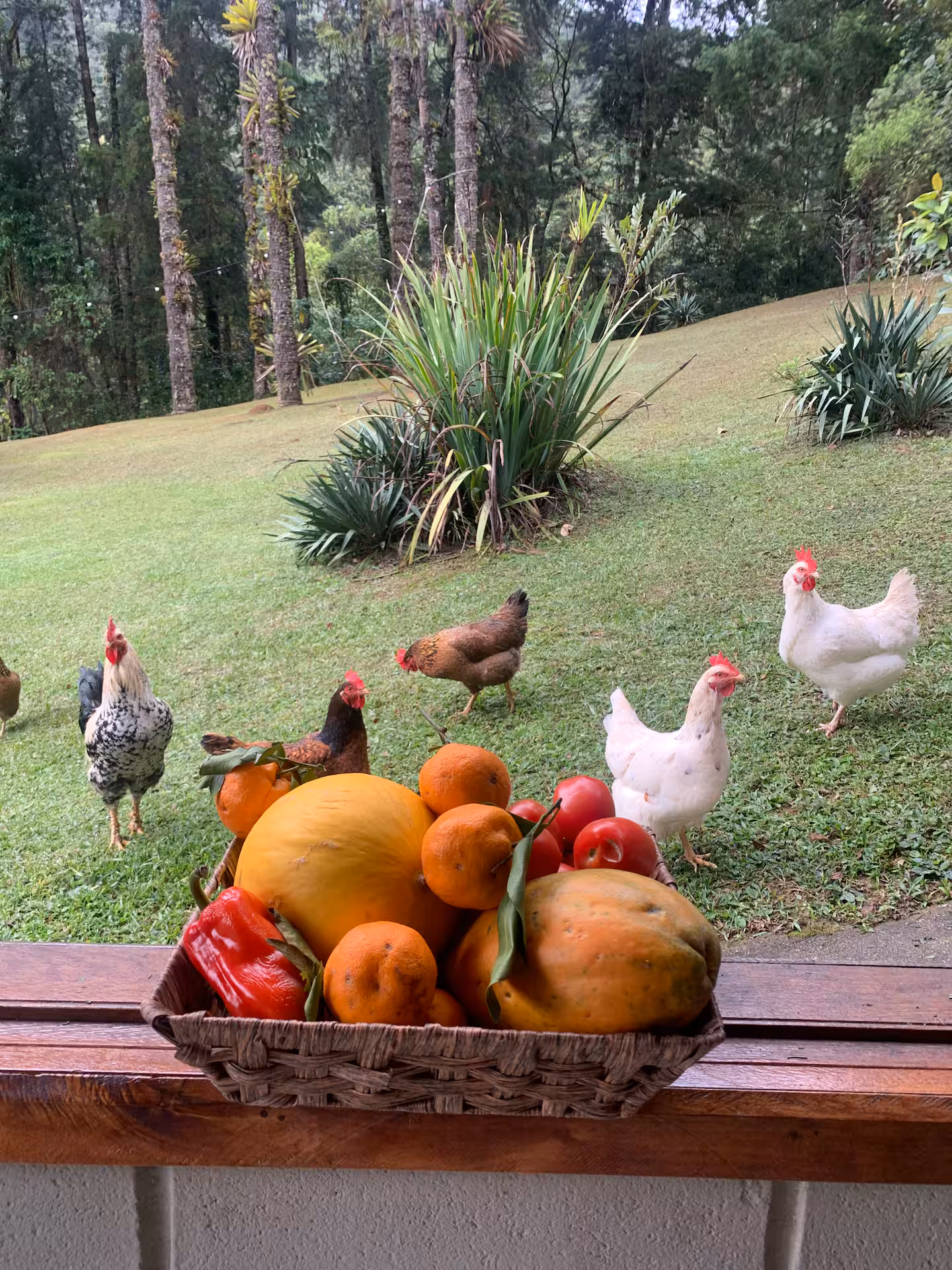 Frutas e animais no jardim da Casa Mauá